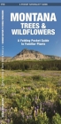 Montana Trees & Wildflowers: A Folding Pocket Guide to Familiar Plants (Pocket Naturalist Guide) By James Kavanagh, Waterford Press, Raymond Leung (Illustrator) Cover Image