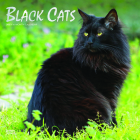 Black Cats 2023 Square Foil By Browntrout (Created by) Cover Image