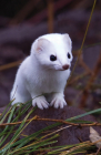 Short-Tailed Weasel Blank Journal (Nodin Press Blank Journals) By Nodin Press (Prepared by) Cover Image