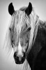 Notebook: for black and white photography lover, horse portrait By Mona's Marble Cover Image