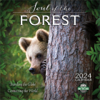 Soul of the Forest 2024 Wall Calendar: Traveling the Globe, Connecting the World By Amber Lotus Publishing (Created by) Cover Image