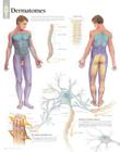Understanding Dermatomes Chart: Wall Chart Cover Image