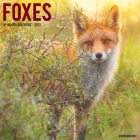 Foxes 2022 Wall Calendar Cover Image