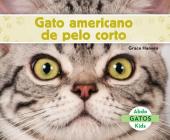 Gato Americano de Pelo Corto (American Shorthair Cats) (Spanish Version) (Gatos (Cats Set 2)) By Grace Hansen Cover Image