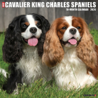 Just Cavalier King Charles Spaniels 2024 12 X 12 Wall Calendar By Willow Creek Press Cover Image