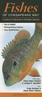 Fishes of Chesapeake Bay: A Guide to Freshwater & Saltwater Species Cover Image