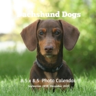 Dachshund Dogs 8.5 X 8.5 Calendar September 2019 -December 2020: Monthly Calendar with U.S./UK/ Canadian/Christian/Jewish/Muslim Holidays-Dog Breeds P By Lynne Book Press Cover Image