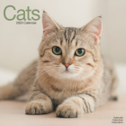 2023 Cats Wall Calendar By Avonside Publishing Ltd (Editor) Cover Image