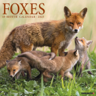 Foxes 2023 Wall Calendar By Willow Creek Press Cover Image