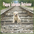 Labrador Retriever Puppy 2022 Calendar: Offcial Labrador Retriever Dog breed 2022 Calendar 16 Months By Pro Calendar 2022-2023 Cover Image