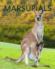 Marsupials: Amazing Pictures & Fun Facts of Animals in Nature By Kay De Silva Cover Image