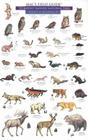 Mac's Field Guides: Mount Rainier National Park Mammals & Birds (Mac's Guides) By Craig Macgowan Cover Image