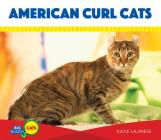 American Curl Cats (Big Buddy Cats) By Katie Lajiness Cover Image