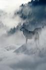 Wolves in the Fog: Wolves Hunt Together for Their Preferred Prey, Large Animals Such as Deer, Elk, and Moose. When They Are Successful, W Cover Image