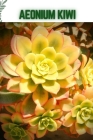 Aeonium Kiwi: Become a professional Planter By Loork Lawin Cover Image