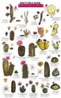 Mac's Field Guides: Southwest Cacti, Shrubs, Trees (Mac's Guides) Cover Image