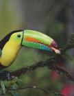 Keel Billed Toucan Notebook Large Size 8.5 x 11 Ruled 150 Pages Cover Image