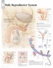 Male Reproductive System Chart: Wall Chart Cover Image