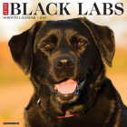 Just Black Labs 2023 Wall Calendar By Willow Creek Press Cover Image