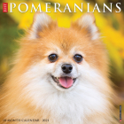 Just Pomeranians 2021 Wall Calendar (Dog Breed Calendar) Cover Image