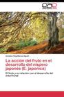 La acción del fruto en el desarrollo del níspero japonés (E. japonica) By Manuel Agustí Carmina Reig Cover Image