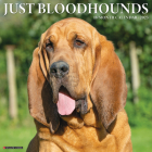 Just Bloodhounds 2023 Wall Calendar By Willow Creek Press Cover Image