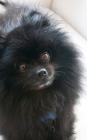 Pomeranian Cuteness: Black Pomeranian Cuteness Writing Journal By Michael Huhn Cover Image