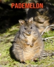 Pademelon: Amazing Facts about Pademelon Cover Image