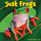 Just Frogs 2025 12 X 12 Wall Calendar Cover Image