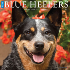 Just Blue Heelers 2023 Wall Calendar By Willow Creek Press Cover Image
