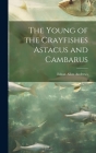 The Young of the Crayfishes Astacus and Cambarus By Ethan Allen Andrews Cover Image