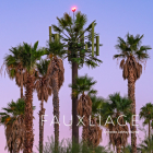 Fauxliage By Annette Lemay Burke (Photographer), Ann M. Jastrab (Foreword by) Cover Image