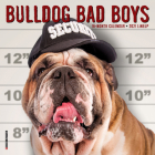 Bulldog Bad Boys 2021 Mini Wall Calendar (Dog Breed Calendar) Cover Image