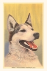 Vintage Journal Siberian Husky By Found Image Press (Producer) Cover Image