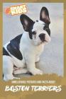 Unbelievable Pictures and Facts About Boston Terriers By Olivia Greenwood Cover Image
