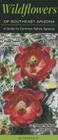 Wildflowers of Southeast Arizona: A Guide to Common Native Species By Steven Hartman Cover Image