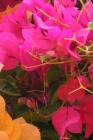 Bougainvillea By Wild Pages Press Cover Image