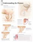 Understanding the Prostate: Laminated Wall Chart Cover Image