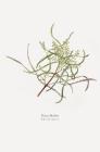 Prunings By Helen Moffett Cover Image