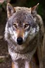 Nice Doggy: The Misunderstood Wolf: Most of Us Grew Up Hearing Stories about the Big, Bad Wolf. But Wolves Are Not Really Big or B Cover Image