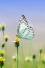 White Butterfly: There Are Over 20,000 Species of Butterflies in the World. By Planners and Journals Cover Image